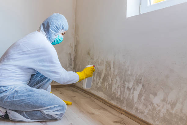 Licensed Mold Inspection service in Woodville, VA - WQB Mold Removal