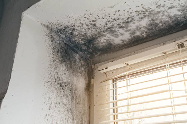 Affordable Mold Inspection solutions in Woodville, VA